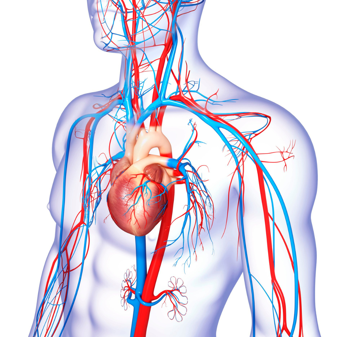 Introduction to Cardiovascular Health (April 17)